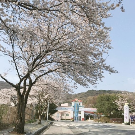 아산온천 주변 벚꽃나무 전경